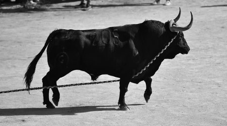 fighting bull in a traditional spectacle of bullfight in spain