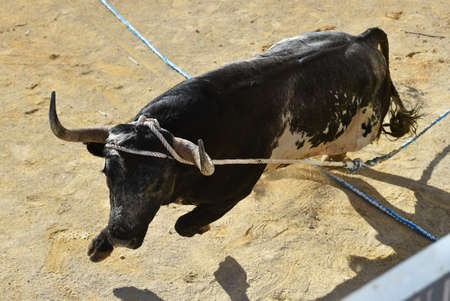 powerful bull with big horns in spain