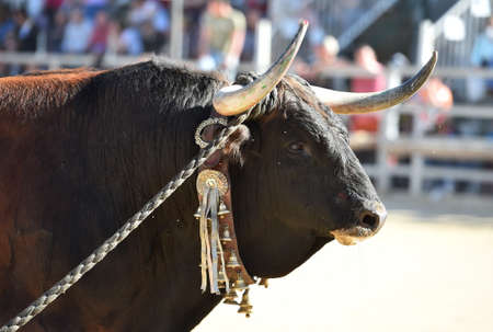 spanish bull with big horns in the traditional spectacle of bullfight
