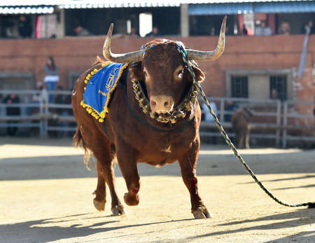 spanish bull with big horns in the traditional spectacle of bullfightの写真素材