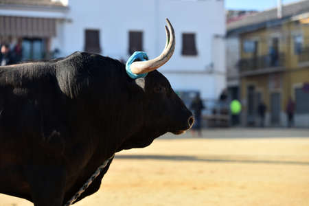 spanish bull with big horns in the traditional spectacle of bullfightの写真素材