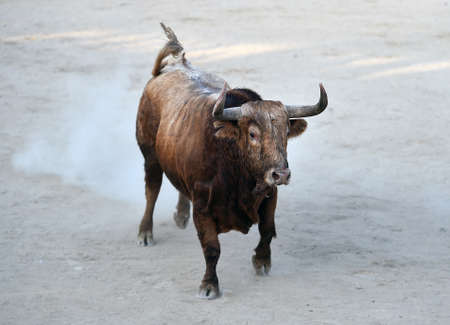 spanish bull with big horns in a traditional spectacle of bullfightの写真素材