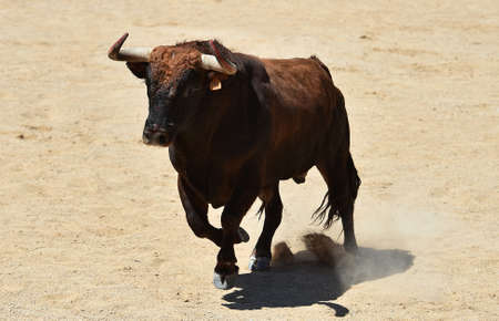 spanish bull with big horns in a traditional spectacle of bullfightの写真素材
