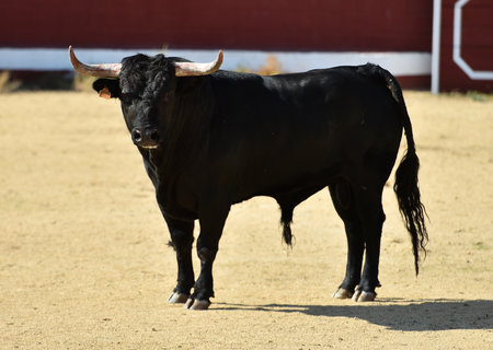 Spanish black bull with big horns on Spanish bullring in a traditional spectacle of bullfightの写真素材