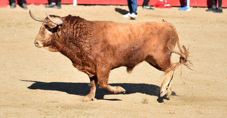 spanish bull with big horns on the spanish bullfighting arenaの写真素材