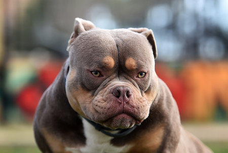 Portrait of an american bully dog looking at the camera.の写真素材
