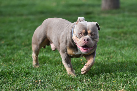 American bully puppy running on the grass in the park and looking at the cameraの写真素材