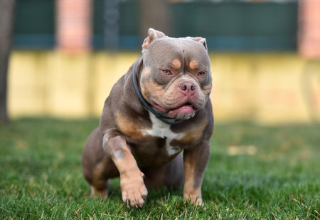 American Staffordshire Terrier puppy on the grass in the park.の写真素材