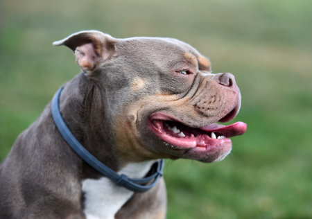 American Staffordshire Terrier portrait in the park. Select focus.の写真素材