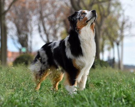 Australian shepherd dog standing on green grass in the park. Select focus.の写真素材