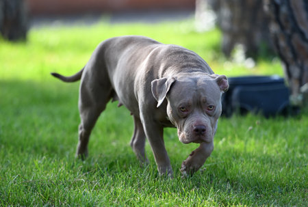 Pitbull dog playing in the garden. Select focus.の写真素材