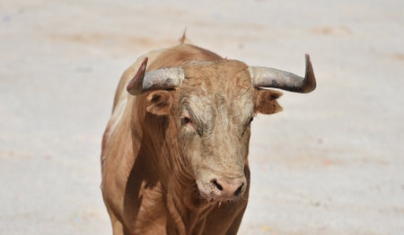 Portrait of a big bullの写真素材