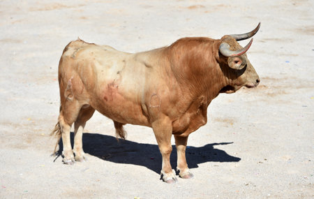 Bull in the paddock of a farm in the province of Cadizの写真素材