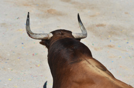 Bull on bullring in a bullfight. Bullfighting is a popular tradition in Spain.の写真素材