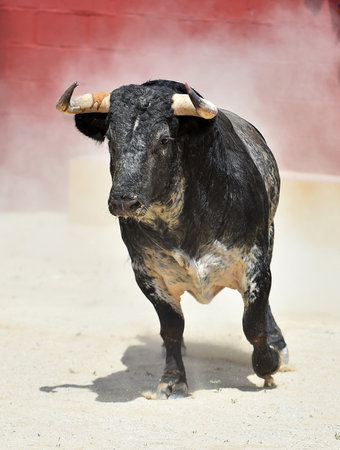 spanish black bull with big horns on traditional spectacle of bullfightの写真素材