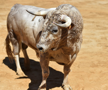 Portrait of a strong bull with horns on Spanish bullringの写真素材