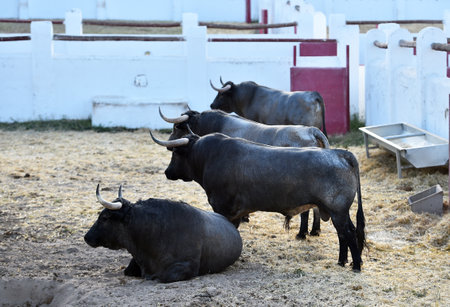 Bulls in the bullring of the province of Cadiz. Spainの写真素材