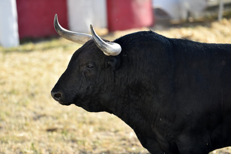spanish black bull with big horns on traditional spectacle of bullfightの写真素材