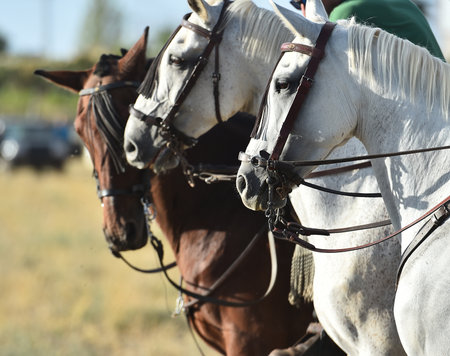Horseback riding on the steppe, equestrian sportsの写真素材