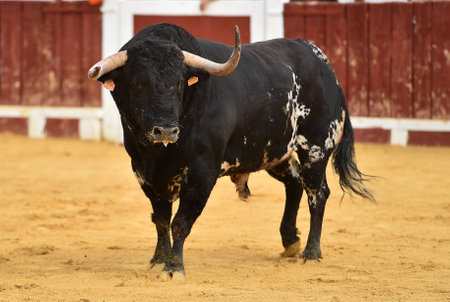 spanish black bull with big horns running on spanish bullring