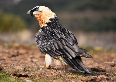 Egyptian vulture, Gyps fulvus, single bird on ground, South Africaの写真素材