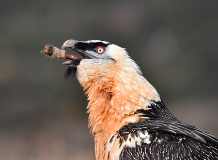 African Vulture, Gyps fulvus, single bird with branch, South Africaの写真素材