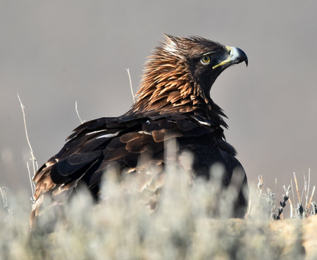Golden Eagle, Aquila chrysaetos, single bird on grass, California