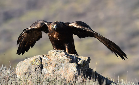 White-tailed Eagle (Haliaeetus albicilla)