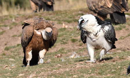 Griffon Vulture (Gyps fulvus) in the wild
