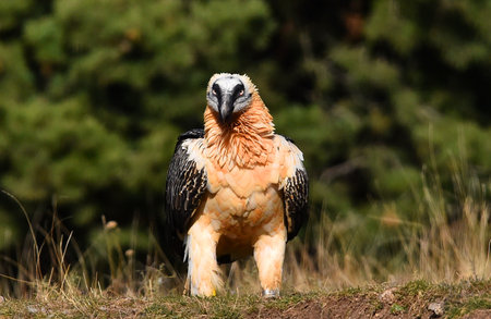 Griffon vulture, Gyps fulvus, single bird on grass, South Africa