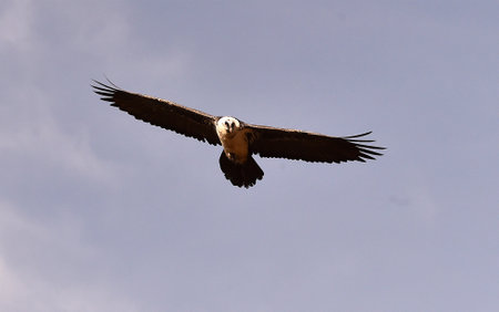 Griffon vulture (Gyps fulvus) in flight