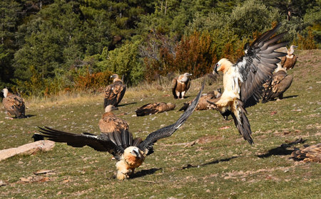 Griffon vultures (Gyps fulvus) in the park