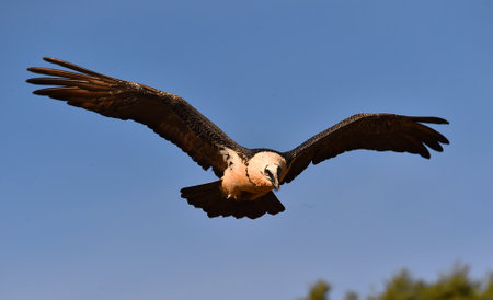 Griffon Vulture (Gyps fulvus) in flight