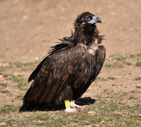 a majestic black vulture in spainの写真素材