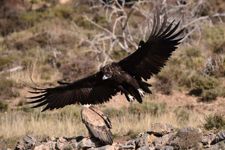 White-tailed eagle (Haliaeetus albicilla) flying over rocks