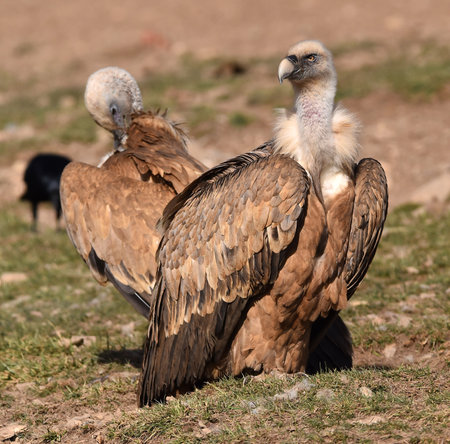 Griffon Vulture (Gyps fulvus) on the ground