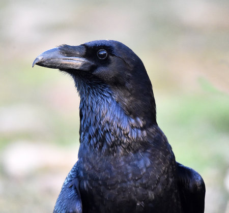 Raven (Corvus corax) close-up portrait.の写真素材