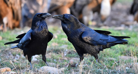 Ravens (Corvus corax) in the wild.の写真素材