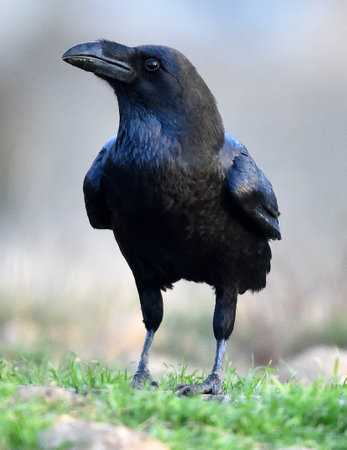Rook, Corvus corax, single bird on grass, Warwickshireの写真素材