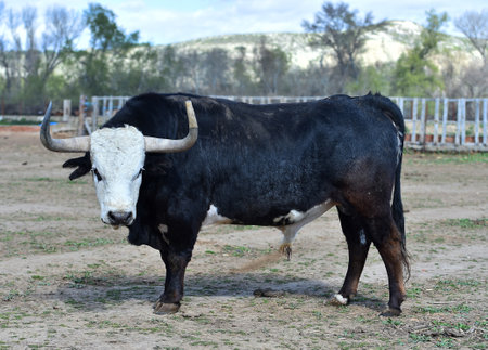 Portrait of a black and white bull in the paddock.の写真素材
