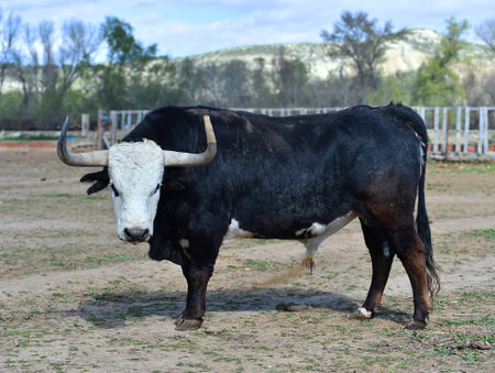 Portrait of a black and white bull in the paddock.の写真素材