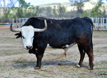 black and white bull in the paddock with big horns on the farmの写真素材