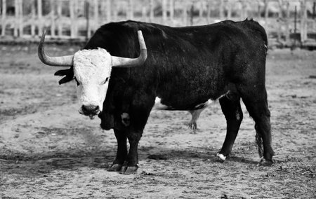 Black and white photo of a bull.の写真素材