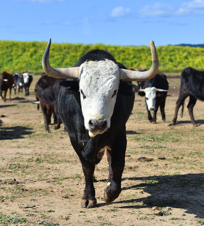 Cattle on a farm in the Netherlands. Cattle breeding.の写真素材