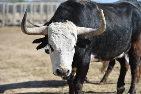 Portrait of a black and white cow with horns on the farmの写真素材