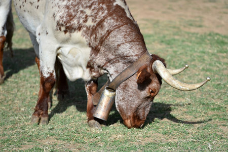 Close-up of the head of a cow grazing on the grassの写真素材