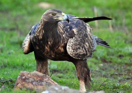 Steppe eagle, Aquila chrysaetos, single bird on grass