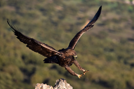 White-tailed Eagle (Haliaeetus albicilla)の写真素材