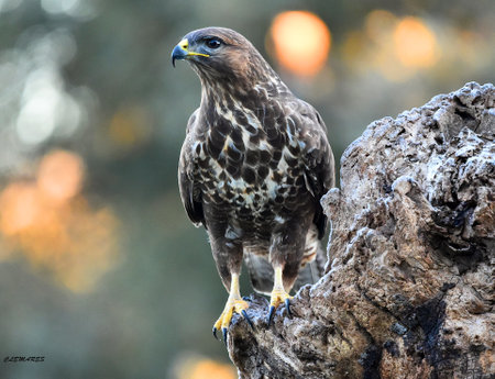 Common Buteo (Aquila buteo)