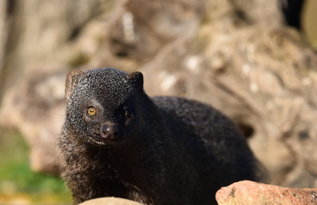 Portrait of a dwarf mongoose (Cambodia)の写真素材